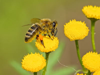 Το πρώτο εμβόλιο για μέλισσες μπορεί να αποδειχθεί σωτήριο για την τροφική αλυσίδα