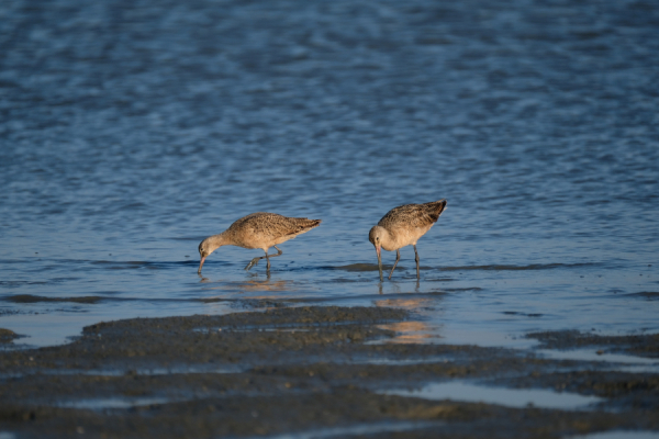 Θεσσαλονίκη: Σε ύφεση η γρίπη των πτηνών στην άγρια ορνιθοπανίδα της Πρέσπας