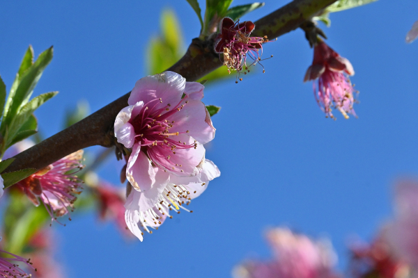Με ανοιξιάτικο καιρό κλείνει ο Φεβρουάριος - Τι θα φέρει ο Μάρτης