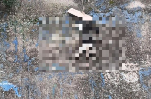 Κτηνωδία στην Κεφαλονιά: Κρέμασαν γάτα και έβαλαν πάνω της ταμπέλα που έγραφε «μπράβο»