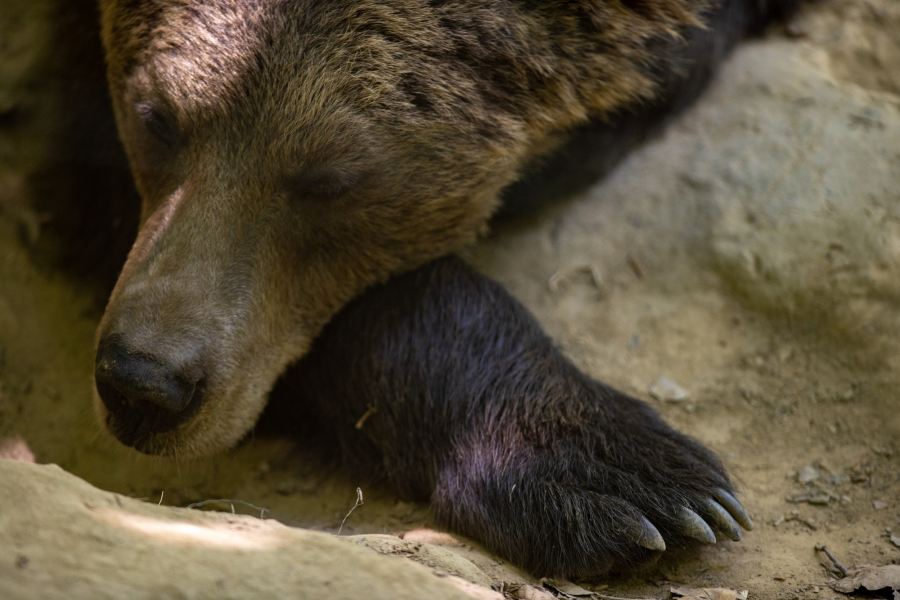 Κι άλλη νεκρή αρκούδα στην Καστοριά - Ψάχνουν τα μικρά της για να τα σώσουν