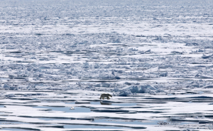 Η Αρκτική «λιώνει»: Βίωσε το πιο ζεστό φθινόπωρο από το 1900