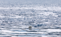 Η Αρκτική «λιώνει»: Βίωσε το πιο ζεστό φθινόπωρο από το 1900