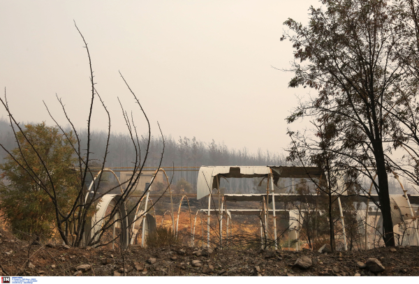 Εθνικό Αστεροσκοπείο Αθηνών: Περισσότερα από 400.000 στρέμματα κάηκαν μέσα σε 3 ημέρες