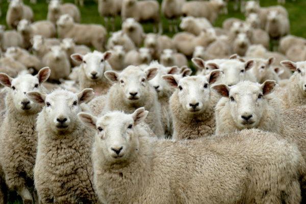 ΟΠΕΚΕΠΕ: Στο σκαμνί οδοντίατρος, φαρμακοποιός και ζευγάρι καθηγητών - Όσα υποστήριξαν για τα 440.000 ευρώ που έλαβαν