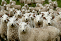 ΟΠΕΚΕΠΕ: Στο σκαμνί οδοντίατρος, φαρμακοποιός και ζευγάρι καθηγητών - Όσα υποστήριξαν για τα 440.000 ευρώ που έλαβαν