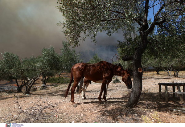 Οδηγίες για τον απεγκλωβισμό ζώων σε περίπτωση πυρκαγιάς