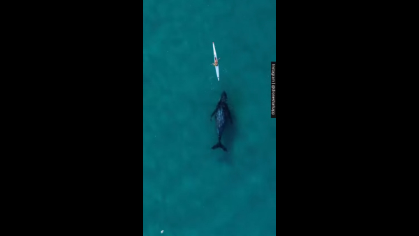 Τεράστια φάλαινα κολυμπάει κάτω από καγιάκ και δίπλα σε κολυμβητή (βίντεο)