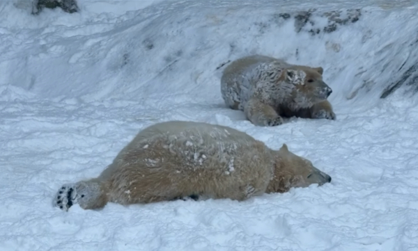 Πολικές αρκούδες βλέπουν για πρώτη φορά χιόνι και δεν σταματούν να παίζουν (Βίντεο)
