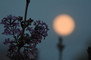 Ροζ Πανσέληνος 2024: Απόψε η εντυπωσιακή πανσέληνος του Απριλίου