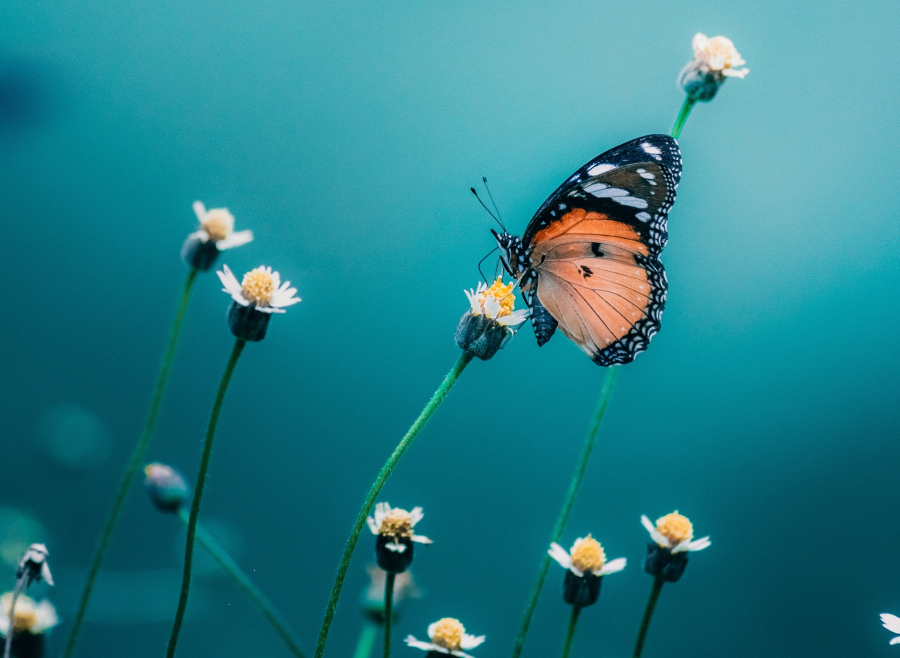 Έρχεται η εικον-ομική (Imageomics) για να κατανοήσουμε τη ζωή