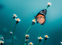 Έρχεται η εικον-ομική (Imageomics) για να κατανοήσουμε τη ζωή