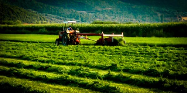 Υποστήριξη της καλλιέργειας των οσπρίων από το υπ. Αγροτικής Ανάπτυξη