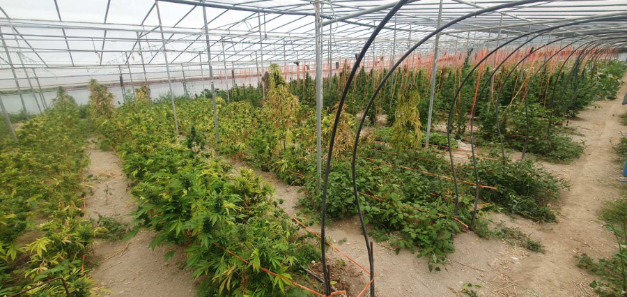 Θερμοκήπια με δενδρύλλια και 57 κιλά χασίς εντοπίστηκαν στην Κρήτη