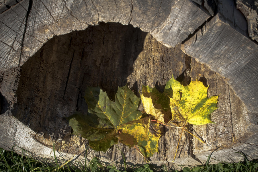 Το 1940, ένα αγόρι ακολούθησε τον σκύλο του σε μια τρύπα σε δέντρο και ανακάλυψε ένα μυστικό σπήλαιο γεμάτο ανθρώπινη τέχνη 17.000 ετών