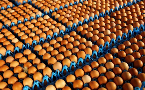 Υπ. Αγροτικής Ανάπτυξης: Δεν κυκλοφορεί κανένα κτηνιατρικό σκεύασμα με την ουσία fipronil