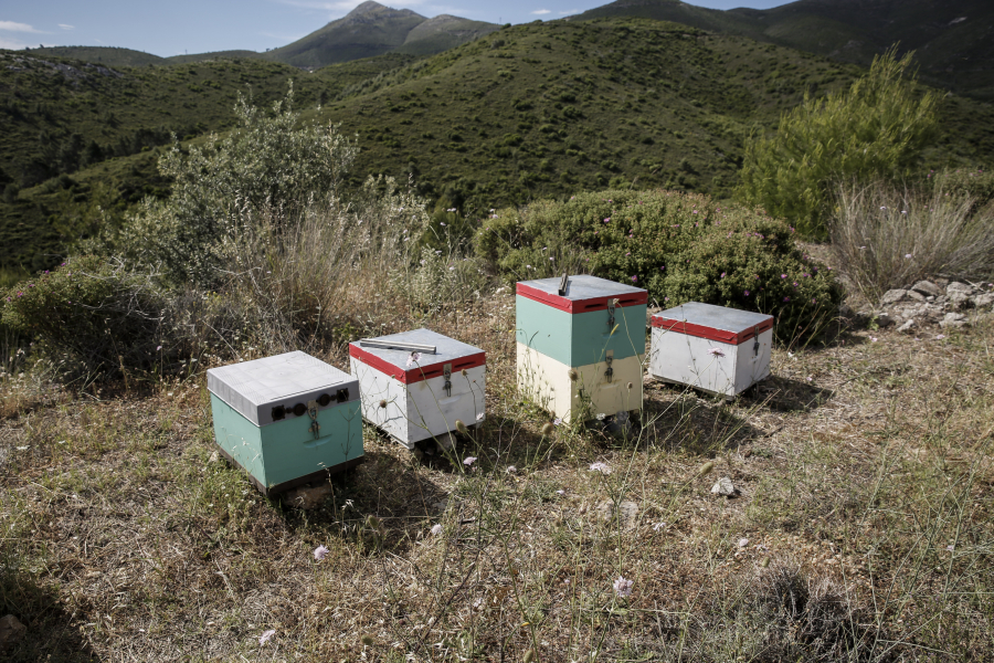 Από μελίσσια ξεκίνησε η φωτιά στον Χορτιάτη Θεσσαλονίκης