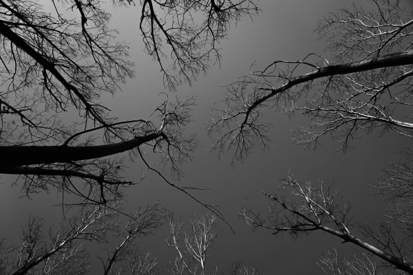 Τα δάση εξαφανίζονται με επιταχυνόμενο ρυθμό- 7,1% έχει χαθεί σε 23 χρόνια