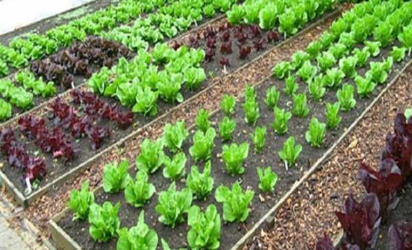 Παρατείνονται έως 7 Απριλίου οι αιτήσεις διάθεσης λαχανόκηπων στο αγρόκτημα του ΑΠΘ 