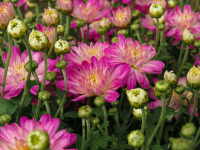 Τα τέσσερα φυτά που θα σας «σώσουν» από τις κατσαρίδες