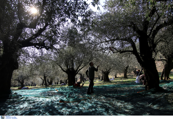 Σπάρτη: Τον μαχαίρωσε κατά τη διάρκεια της ερωτικής πράξης σε χωράφι (βίντεο)