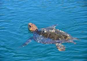 Μέτρα προστασίας για την Θαλάσσια χελώνα στις ακτές των Χανίων 