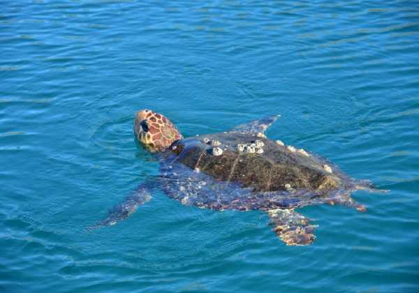 Μέτρα προστασίας για την Θαλάσσια χελώνα στις ακτές των Χανίων 