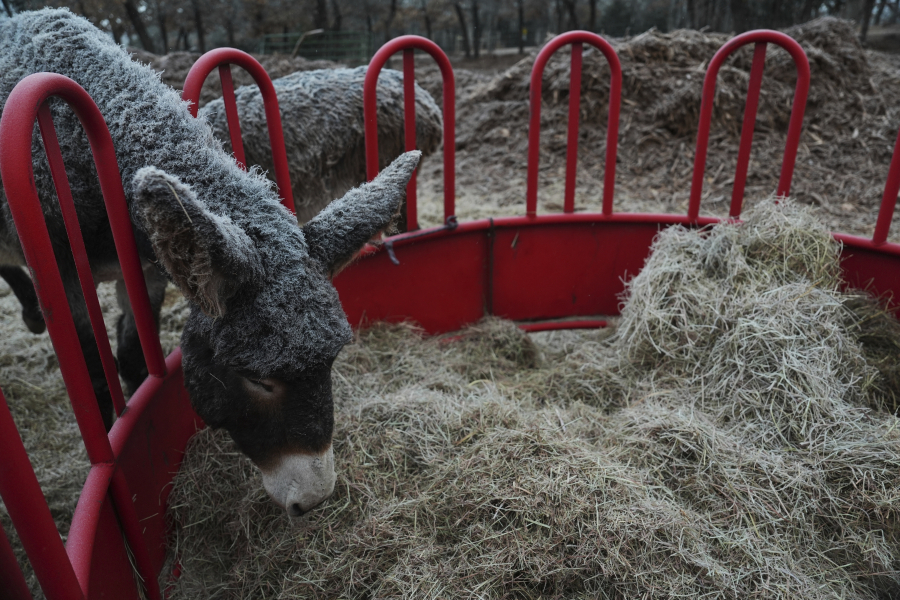 Σφάζουν 6 εκατομμύρια γαϊδουράκια κάθε χρόνο για να φτιάχνουν... φάρμακο στην Κίνα