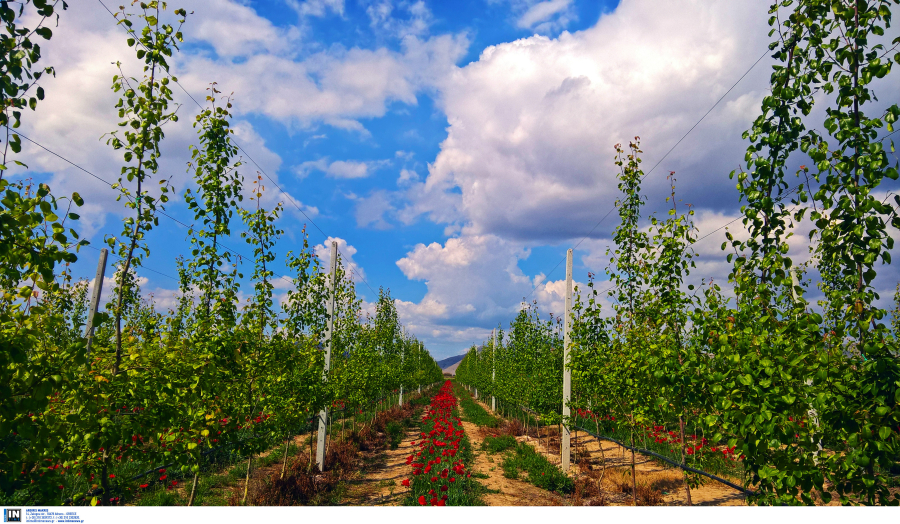 ΟΠΕΚΕΠΕ: Αυτό είναι το χρονοδιάγραμμα για όλες τις πληρωμές του 2024 στους αγρότες