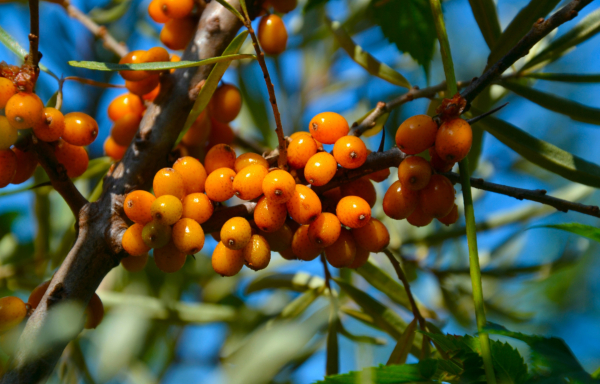 Ιπποφαές: Η υπερτροφή των αρχαίων Ελλήνων - Πού βοηθάει το σούπερ βότανο