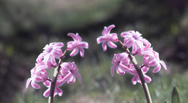 Προσοχή σε αυτά τα 5 είδη φυτών: Δεν πρέπει ποτέ να τα αγγίζουμε, προκαλούν ερεθισμούς